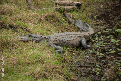 Alligator Sits on River Bank