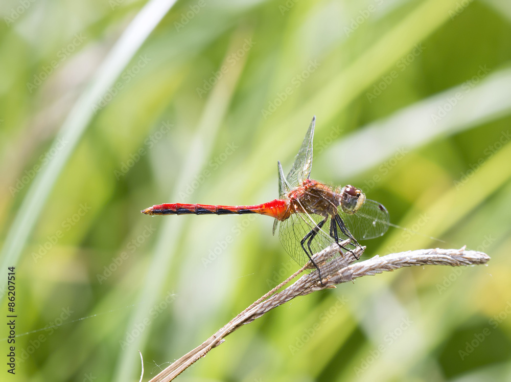 White-faced Meadowhawk Dragonfly on Grass (Sympetrum obtrusum) White-faced Meadowhawk Dragonfly on Grass (Sympetrum obtrusum)