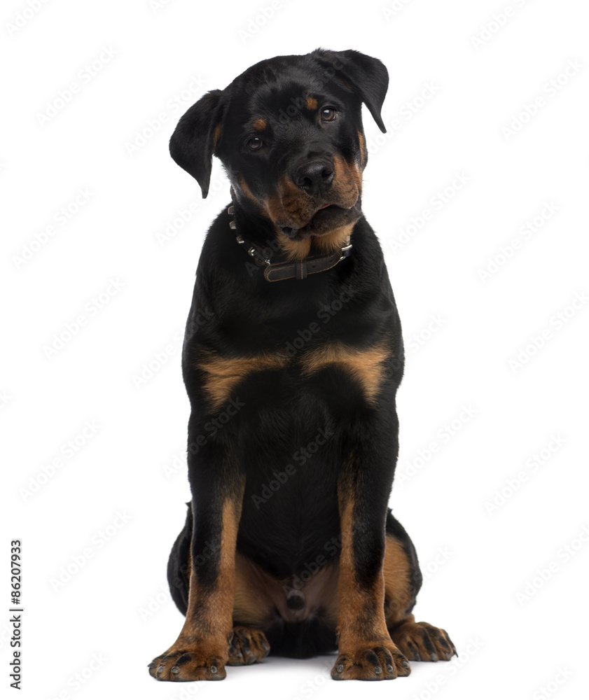 Rottweiler (9 months old) sitting Rottweiler (9 months old) sitting