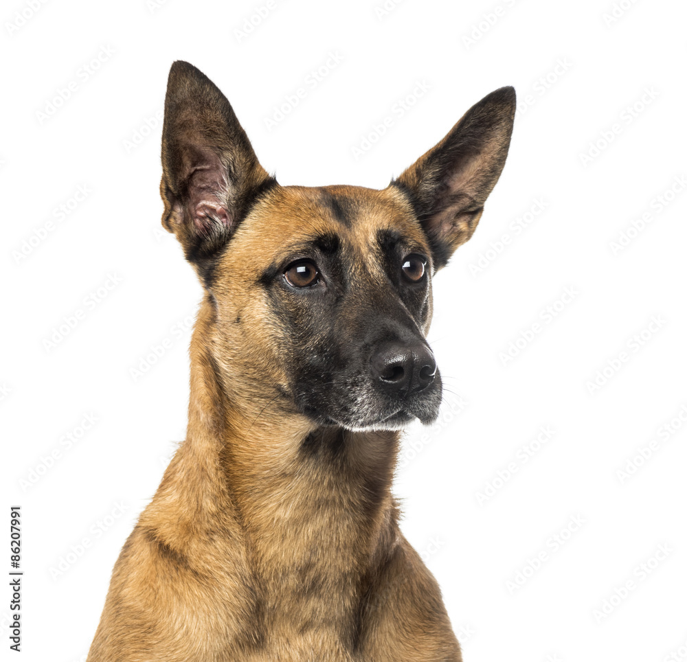 Close-up of a German Shepherd in front of a white background