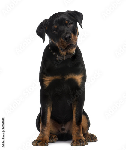 Rottweiler (9 months old) sitting