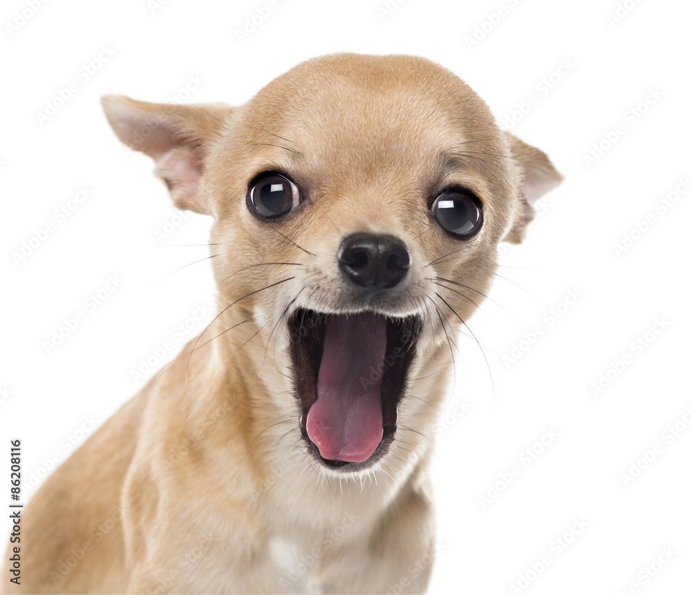 Close-up of a Chihuahua yawning in front of white background