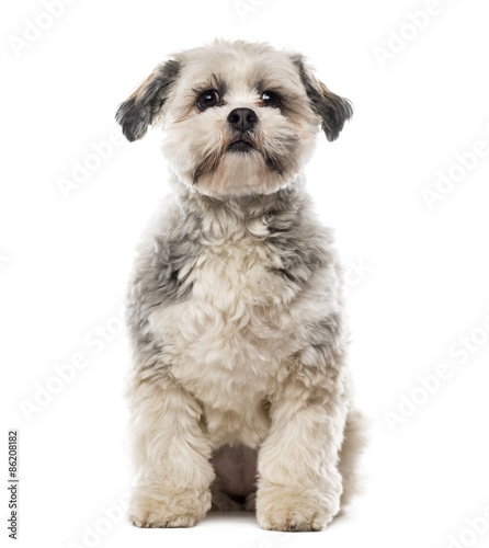 Shih Tzu in front of white background