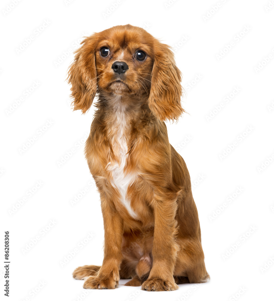 Cavalier King Charles Spaniel (8 months old)