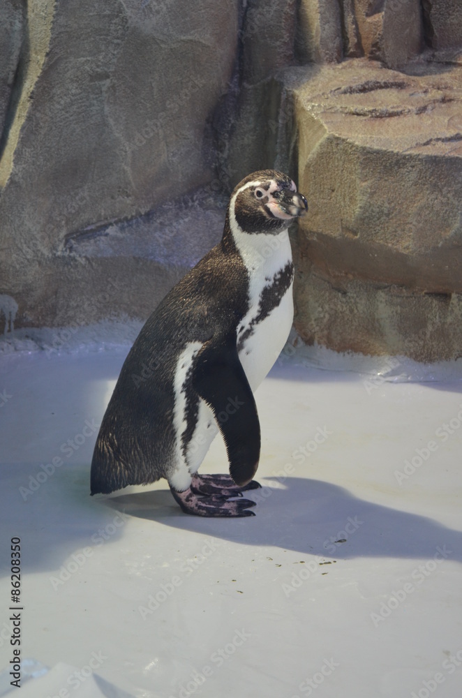 Naklejka premium Пингвин