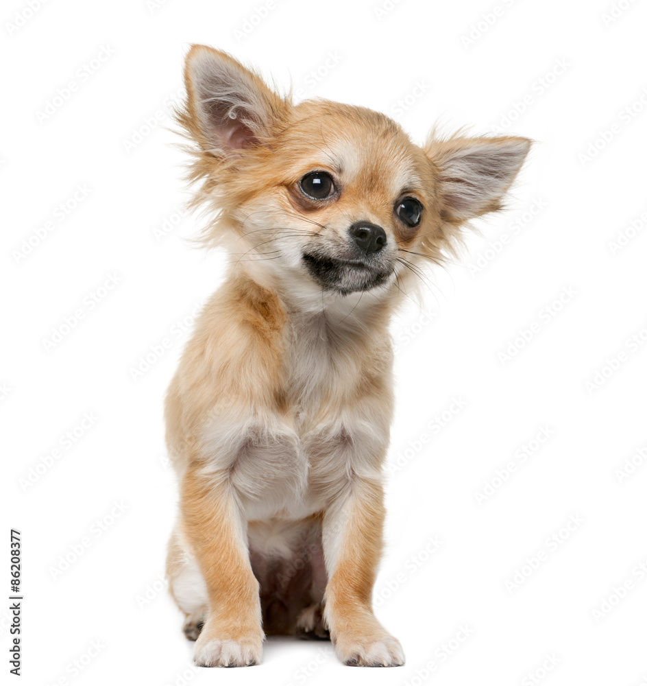 Chihuahua puppy (4 months old) in front of a white background