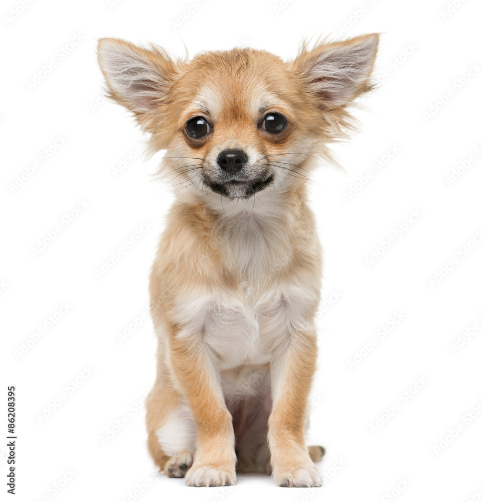 Chihuahua puppy (4 months old) in front of a white background