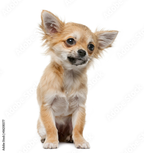 Chihuahua puppy (4 months old) in front of a white background © Eric Isselée
