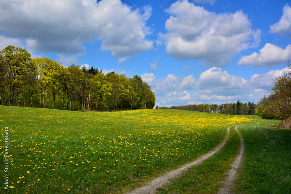 Spring landscape