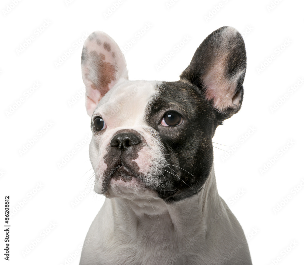 French Bulldog (9 months old) in front of a white background