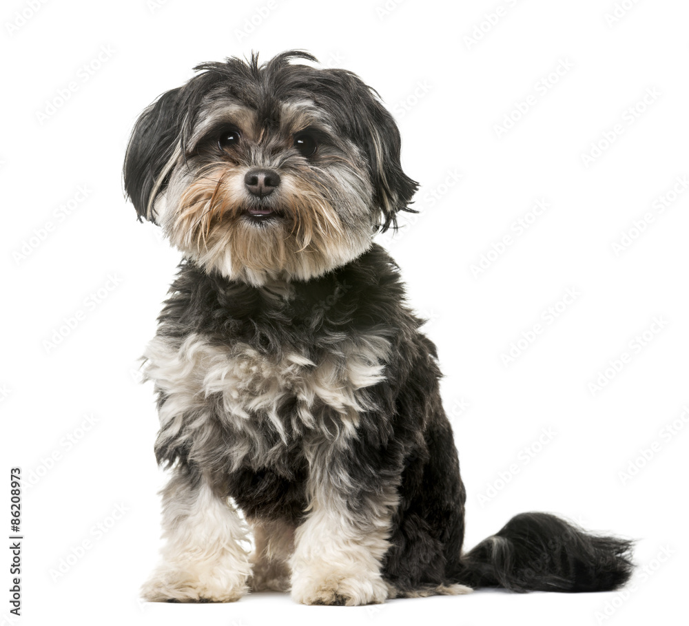 Crossbreed dog (3 years old) in front of a white background