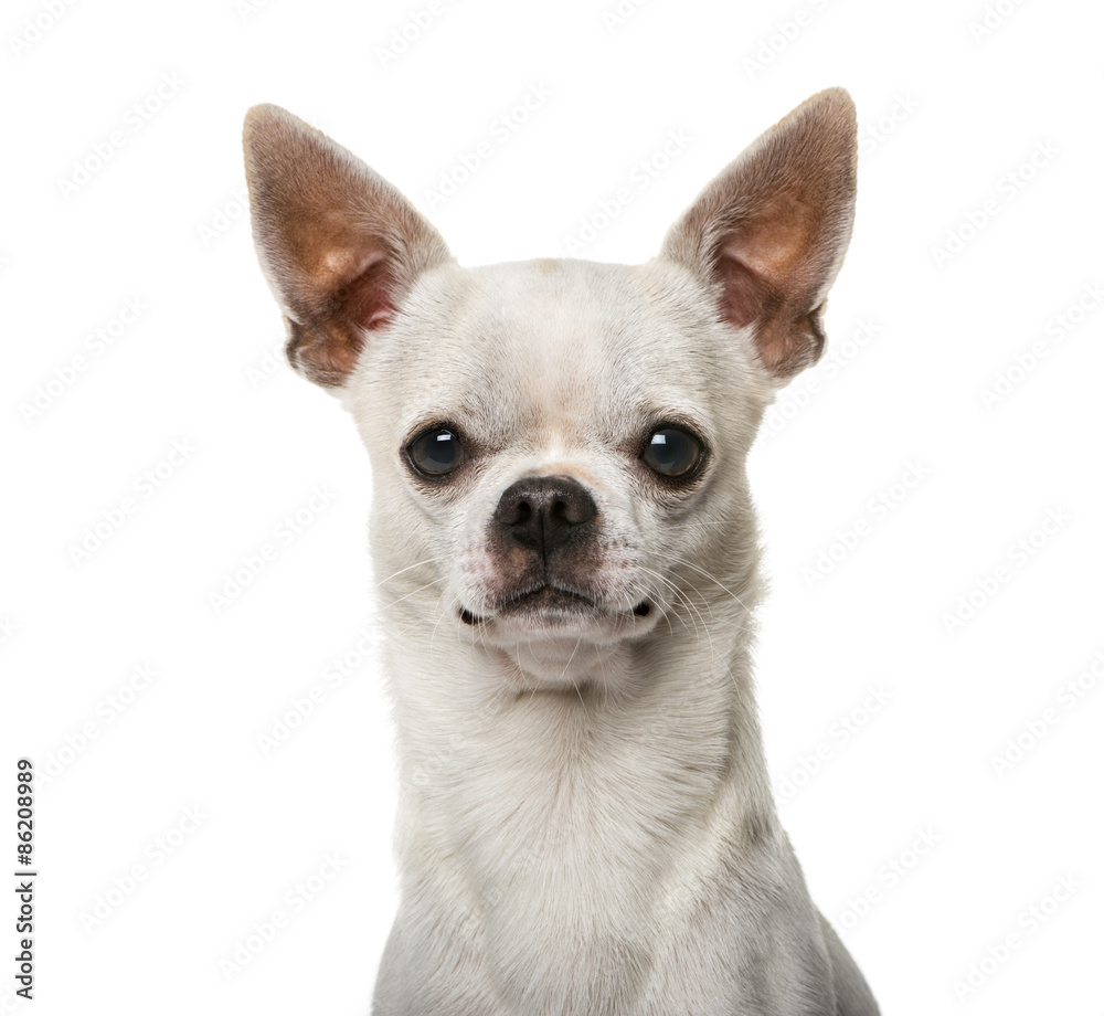 Close-up of a Chihuahua (2 years old)