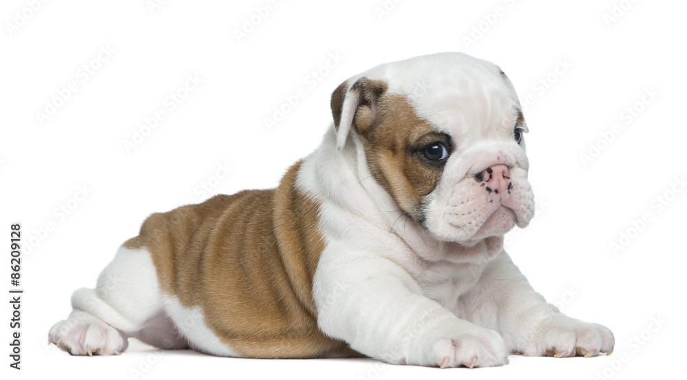 English bulldog puppy in front of white background English bulldog puppy in front of white background