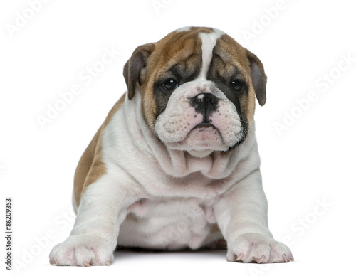 English bulldog puppy in front of white background © Eric Isselée