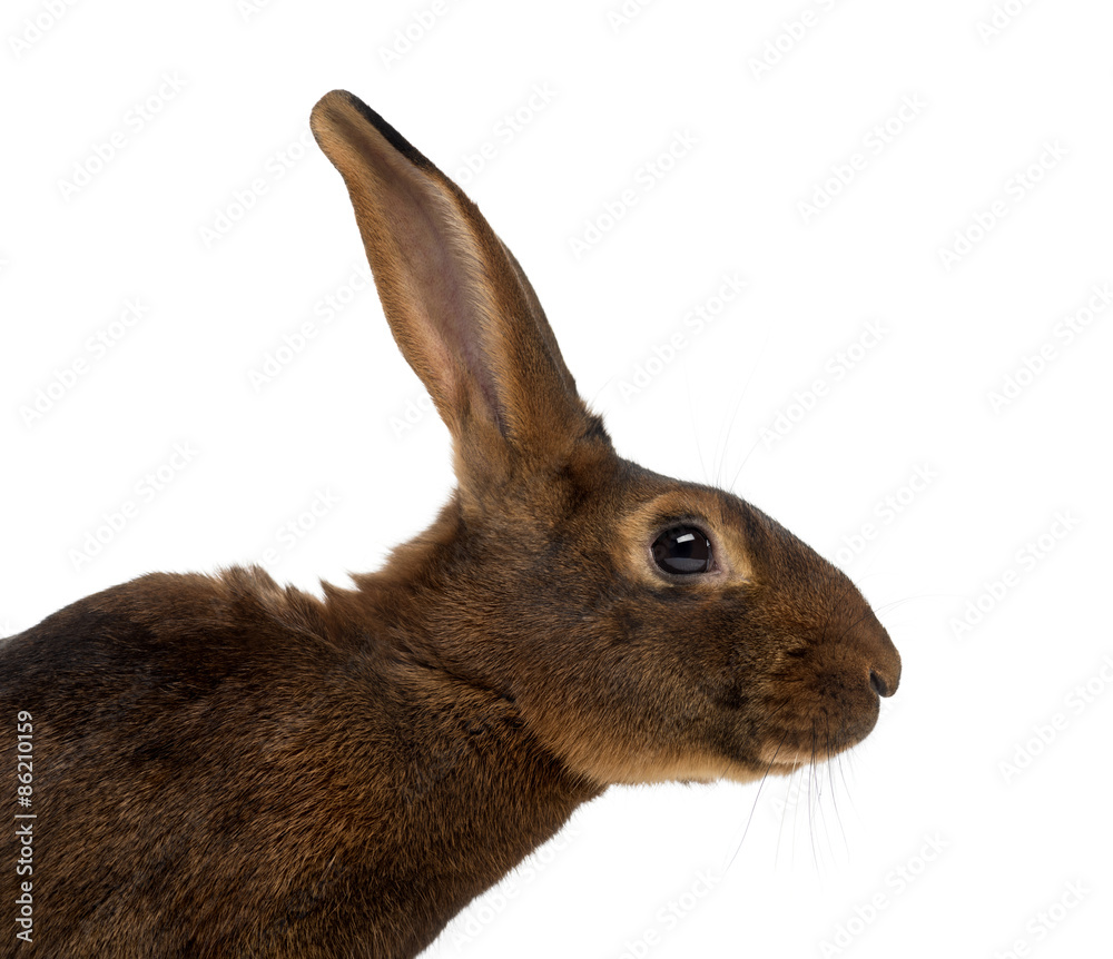 Naklejka premium Belgian Hare in front of a white background