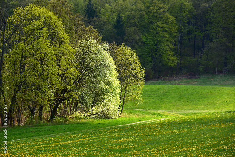 Fototapeta premium Spring landscape with yellow flowers