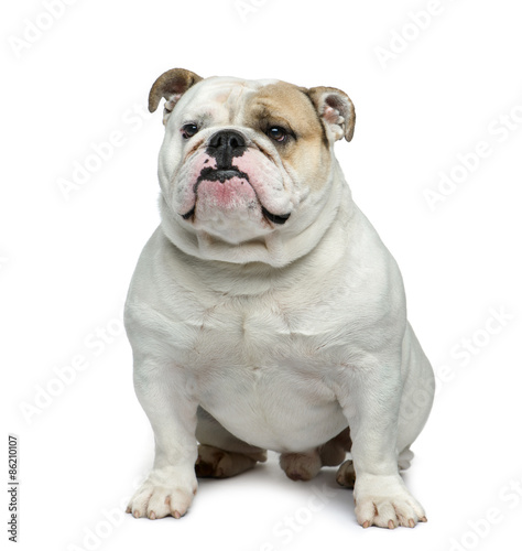 English bulldog in front of white background © Eric Isselée