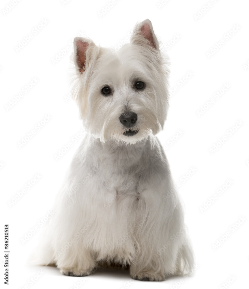 West Highland White Terrier (1 year old)