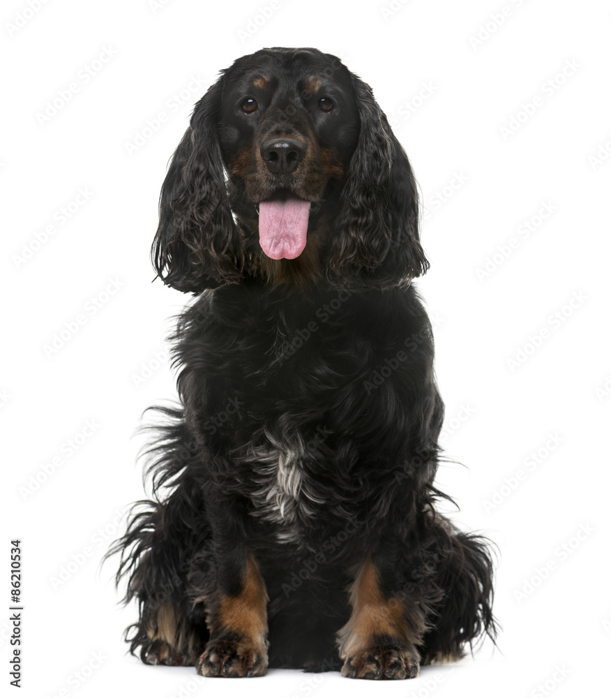 American Cocker Spaniel (4 years old)