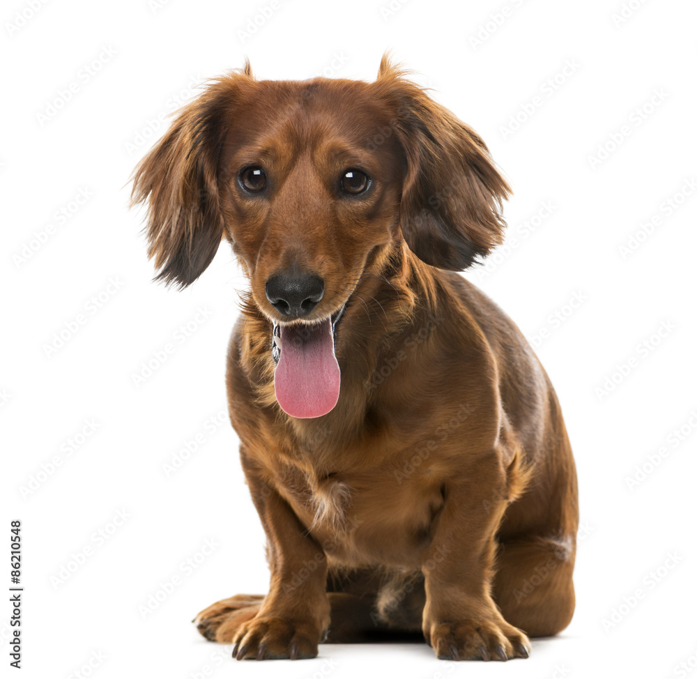 Dachshund (2 years old) in front of a white background