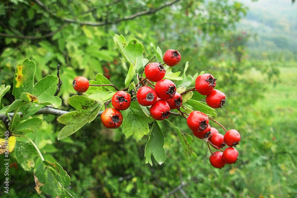 bunch of hawthorn berries on the bush