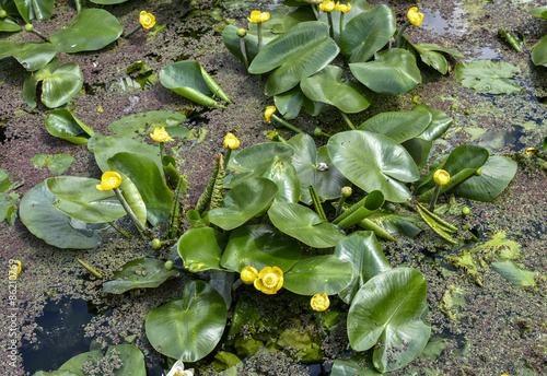 Fotografie Nuphar lutea / Nénuphar jaune