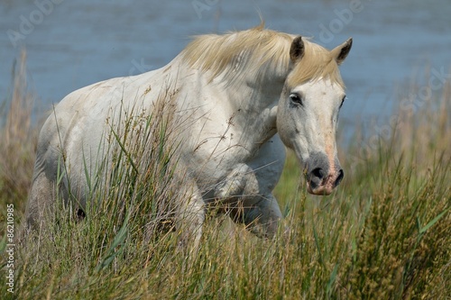 Cavallo Camargue