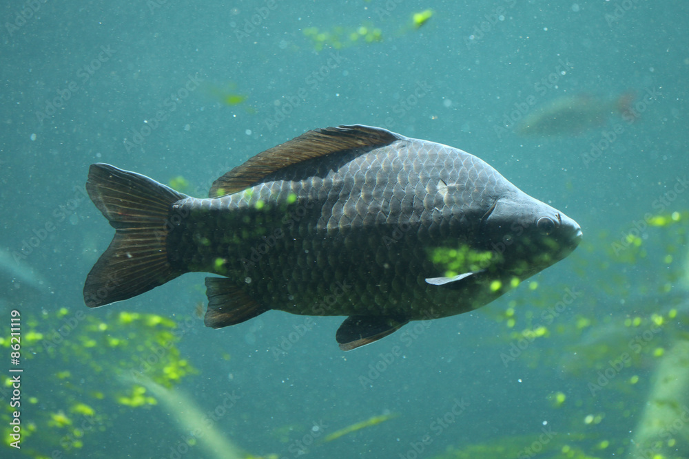 Wild common carp (Cyprinus carpio) Wild common carp (Cyprinus carpio)