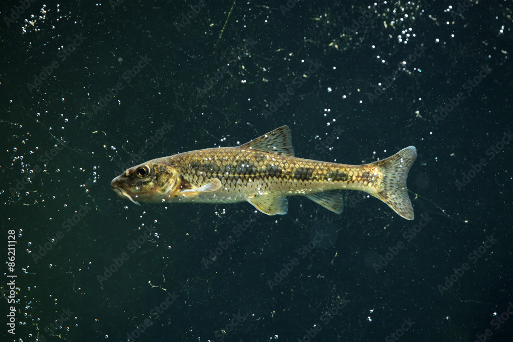 Fototapeta premium Gudgeon (Gobio gobio)