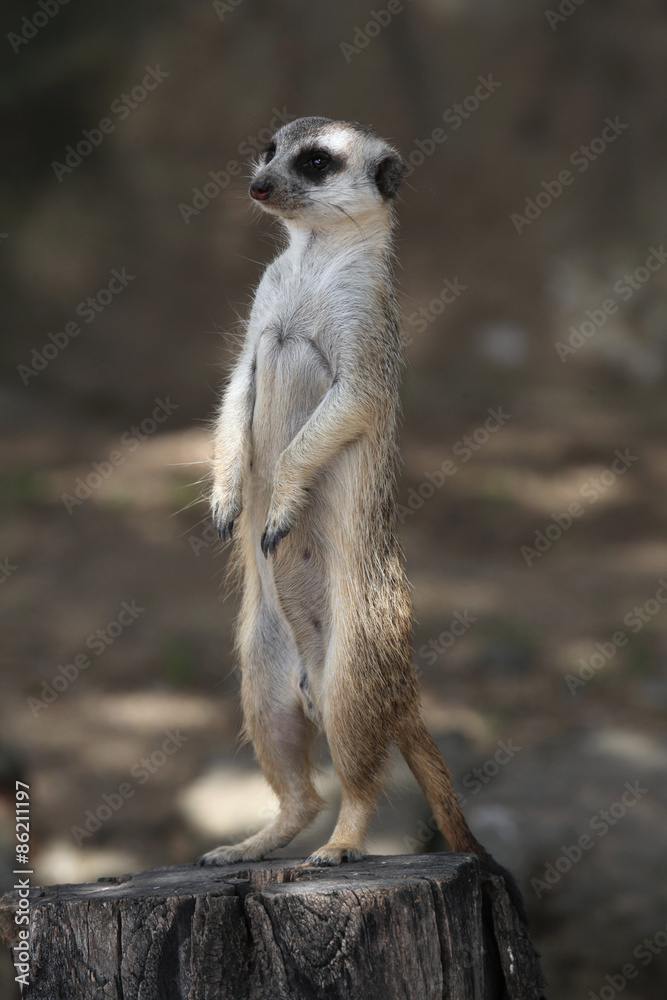 Fototapeta premium Meerkat (Suricata suricatta)