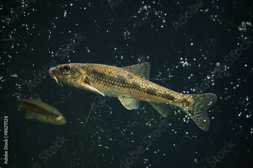 Gudgeon (Gobio gobio) photo