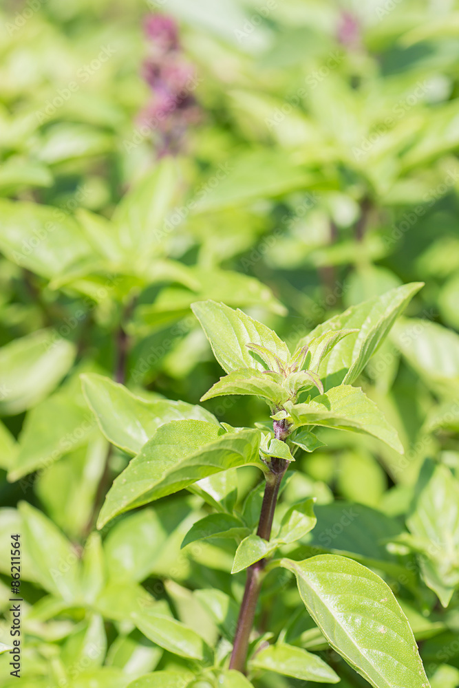 Green thai basil in garden. Green thai basil in garden.