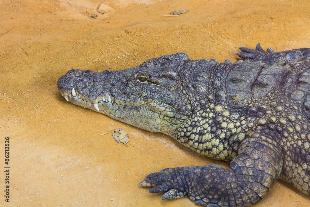 Obraz premium detail of the head of a giant Nile crocodile (Crocodylus nilotic
