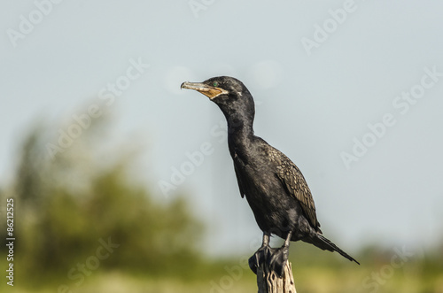 Cormorant