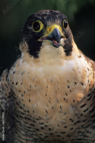 falco pellegrino