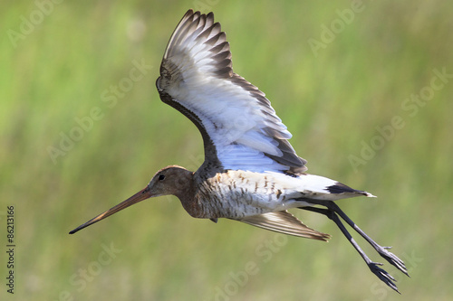 Asian dowitcher photo