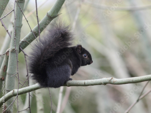 Black Form of the Eastern Gray Squirrel