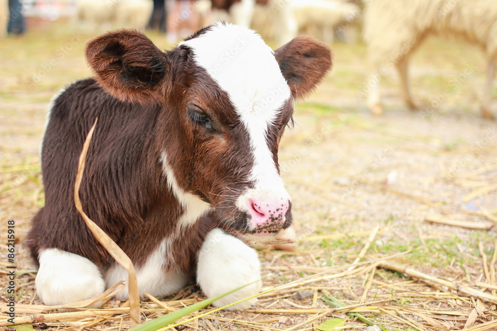 Calf lying on staw