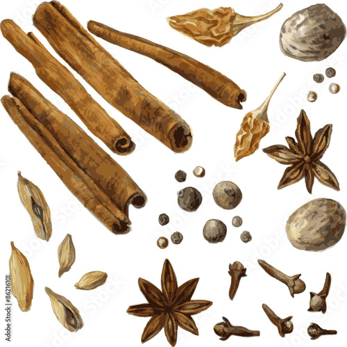 set of spice, drawing by watercolor