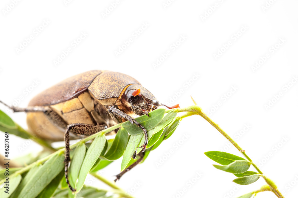 beetle beetle