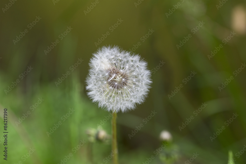 Dandelion on the white background