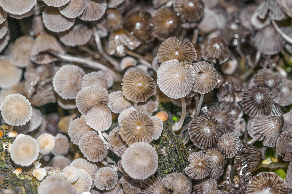 mushroom colony on old tree mushroom colony on old tree