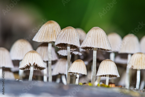 mushroom colony on old tree