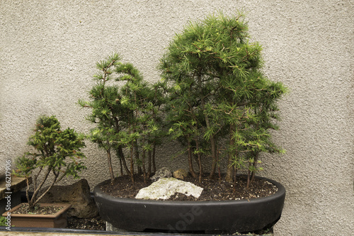 Forest and single tree - bonsai