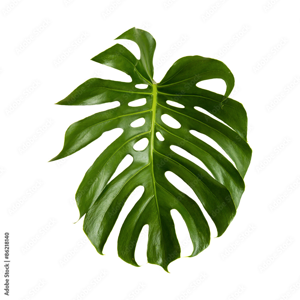 large green shiny leaf of monstera - obrazy, fototapety, plakaty 