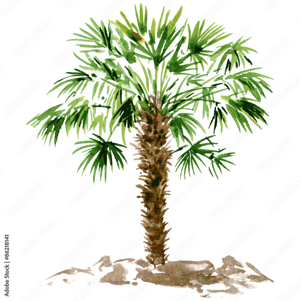 Obraz premium watercolor palm tree