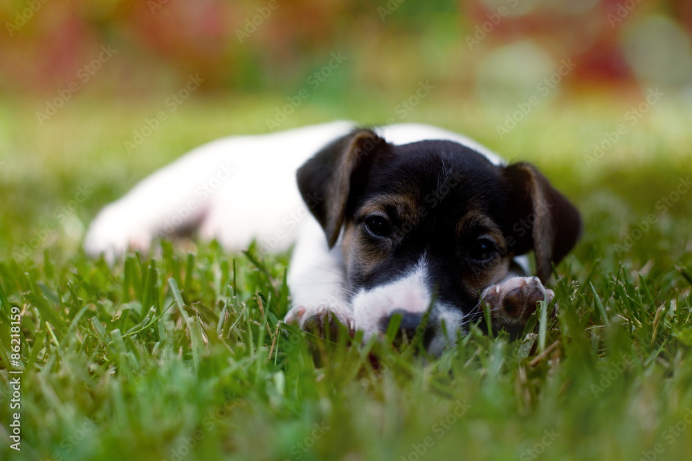 jack russell terier portrait jack russell terier portrait