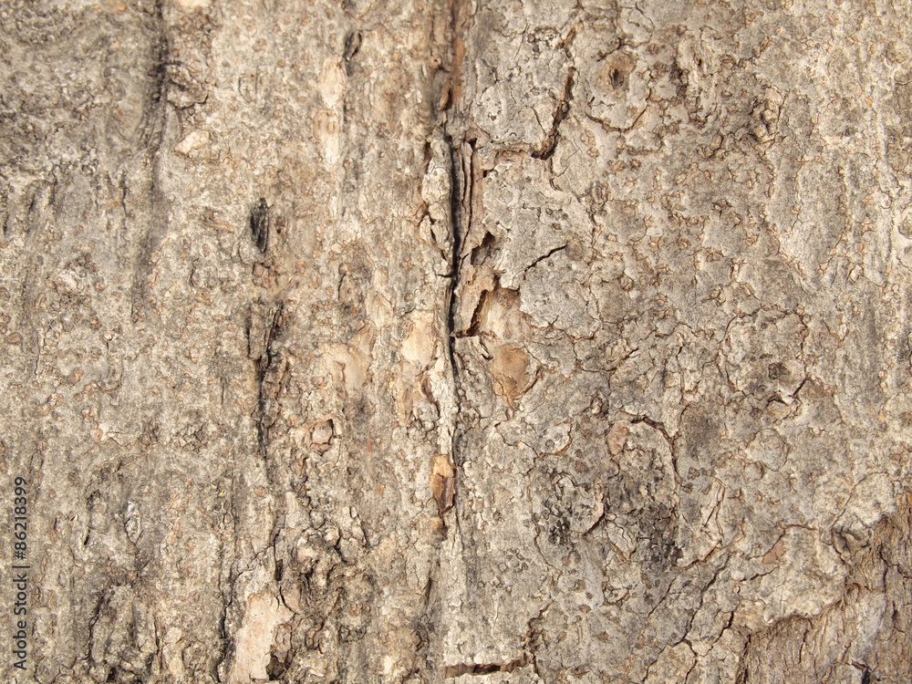 Tree bark texture Tree bark texture