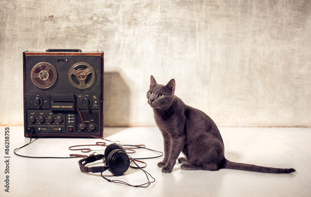 Fototapeta hipster kotów domowych z magnetofonu i słuchawek