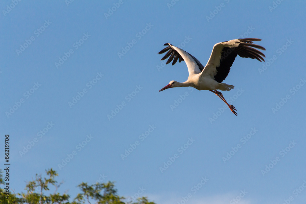 Fototapeta premium Storch im Landeanflug